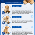🐶 Puppy Nutrition Guide: Your Puppy’s First Year