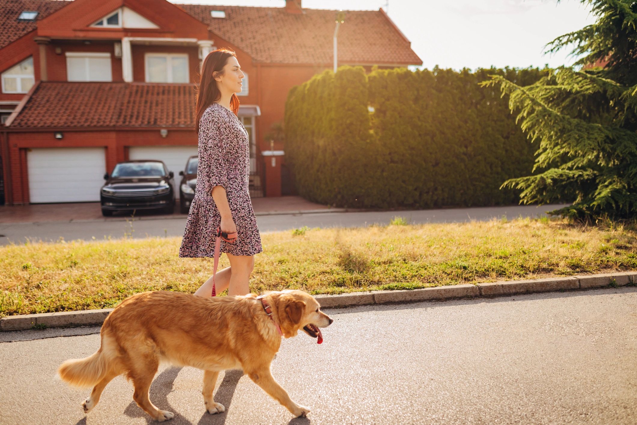 Pet sitter walking a golden retriever in a neighborhood at sunset