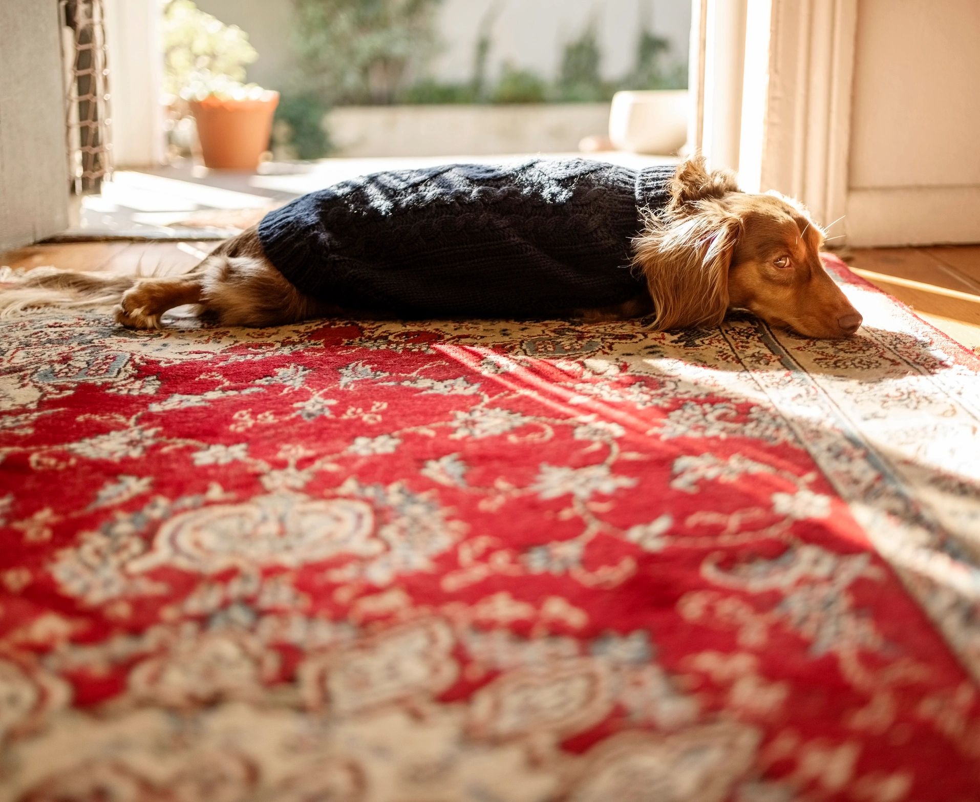 Small dog resting comfortably indoors