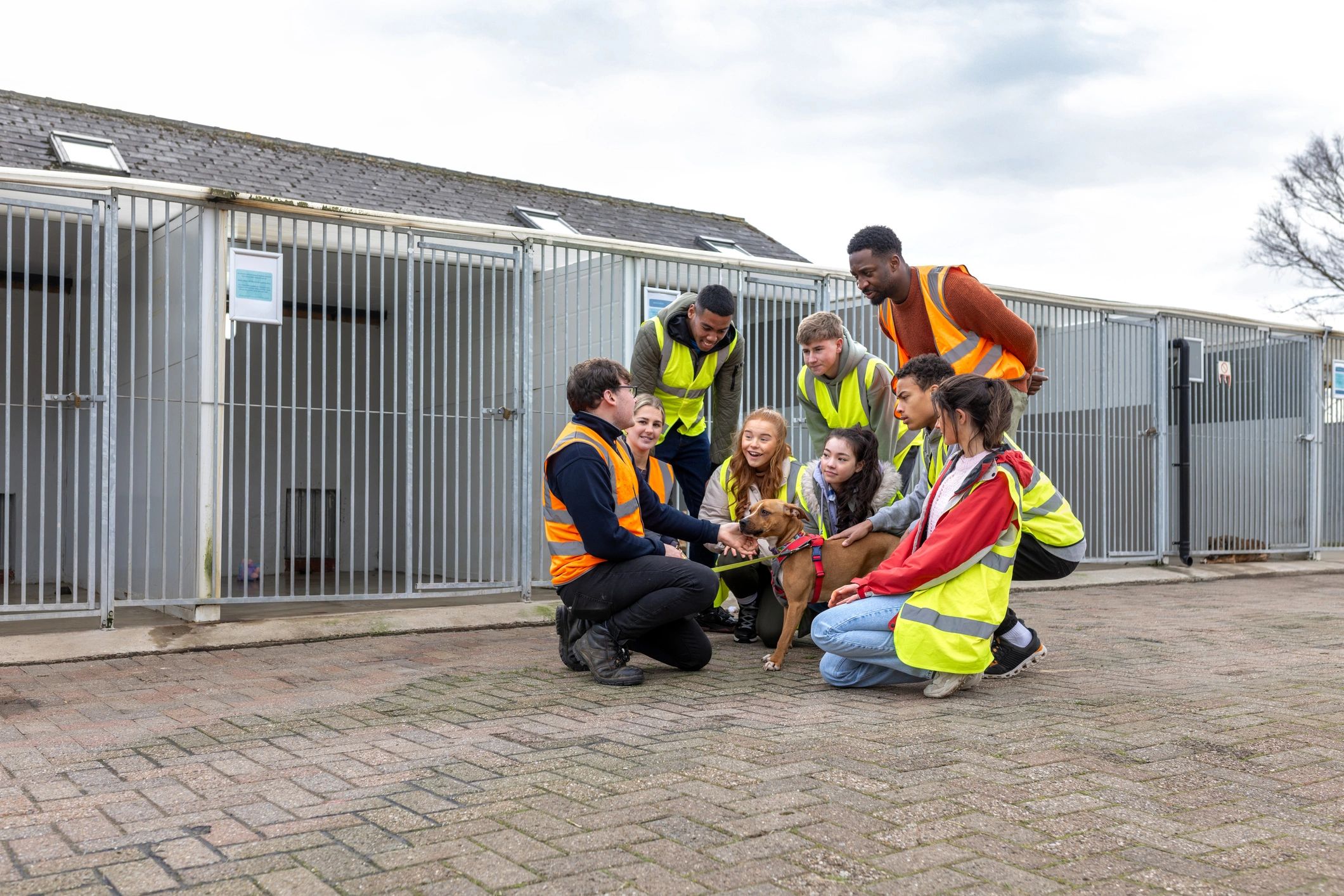 Dogs receiving supervised group care