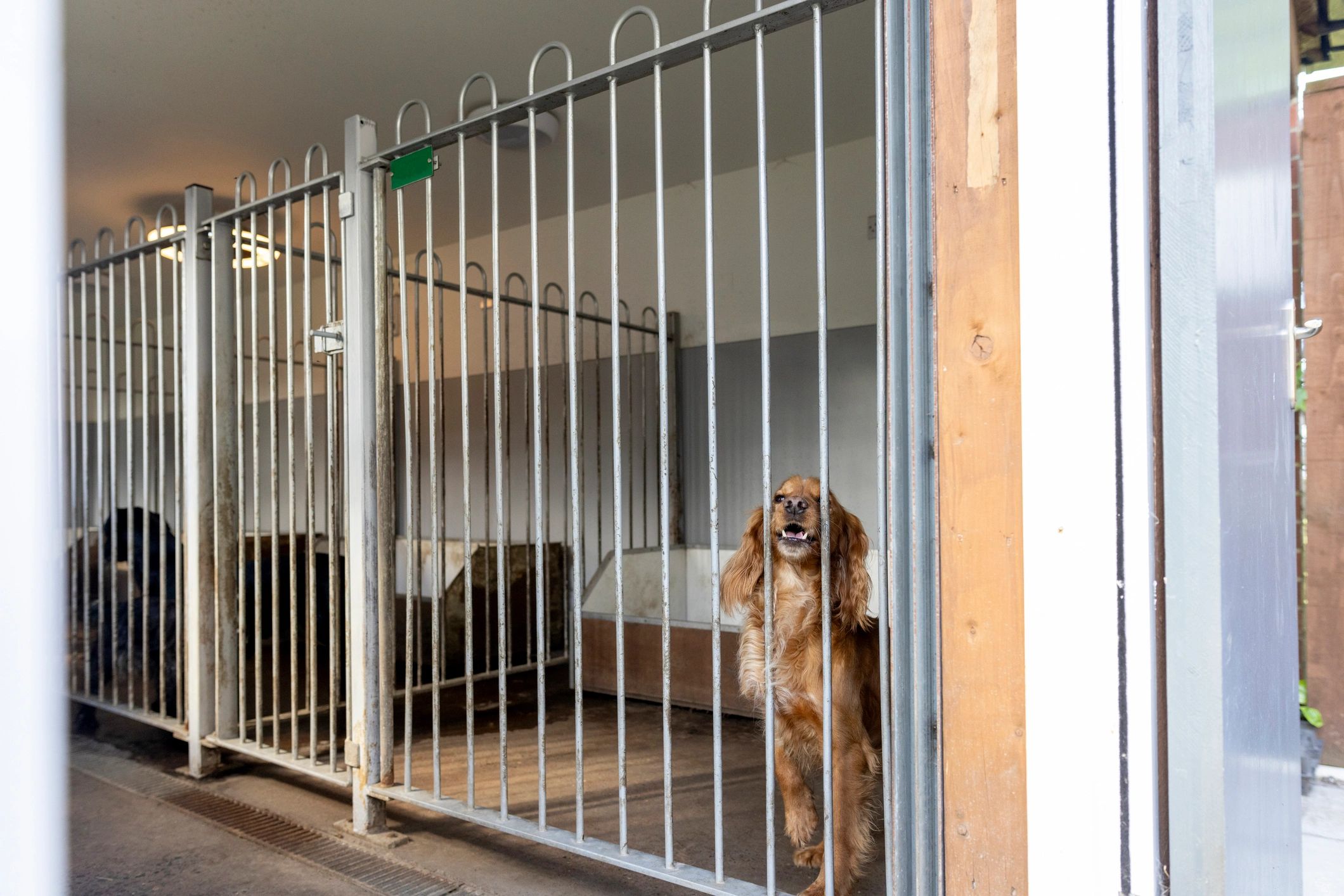 Dog in a boarding care setting