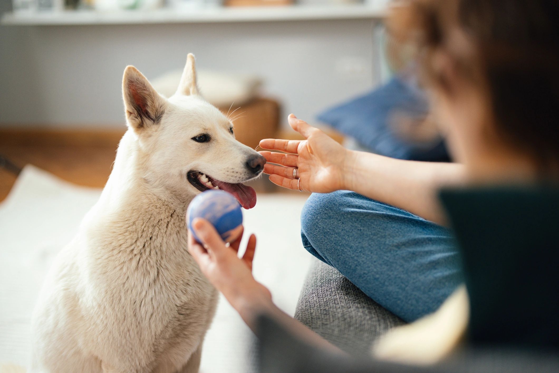Woman playing with a dog in a warm home setting