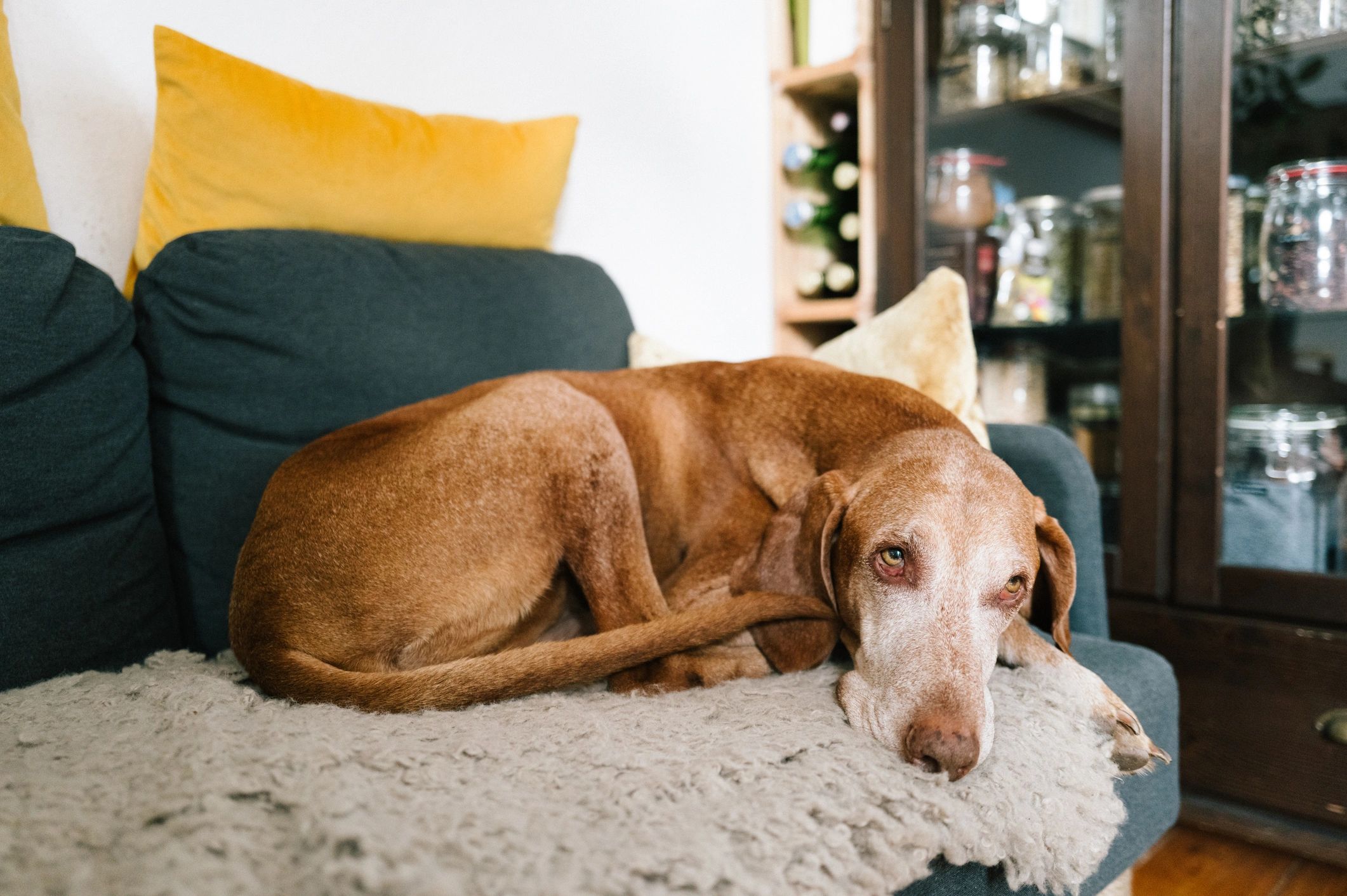 Senior dog relaxing comfortably during a calm boarding stay